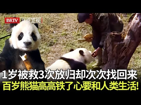 百岁熊猫高高1岁被救助缺半只耳朵，3次放归野外却次次找回救助站，“铁了心要和人类生活在一起” 【熊猫奇遇记】#大熊猫高高 #熊猫奇遇记