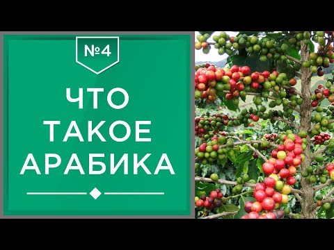 Arabica | What is Arabica coffee and its varieties