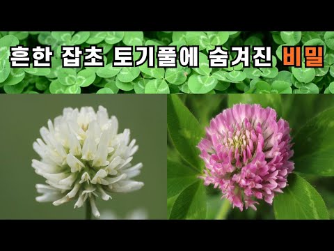 흔한 잡초 토끼풀에 숨겨진 비밀