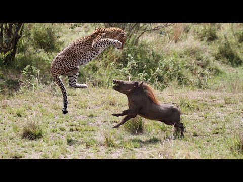 Бесстрашный африканский задира с большими клыками - КАБАН БОРОДАВОЧНИК В ДЕЛЕ