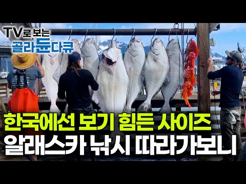 고기가 자꾸 올라오니 바다를 안 나갈 수 없다｜사이즈도 남다른 미국 알래스카 성수기 낚시｜갓 잡은 연어는 이렇게 생겼구나｜미국 알래스카｜인간과 바다｜#골라듄다큐
