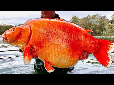 Goldfish die from literally anything