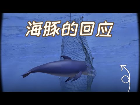 聰明海豚的悲歌！時隔這麼多年，《海豚灣》有什麼變化