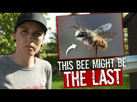 Ireland’s Wild Bees Were Disappearing — Until This Happened