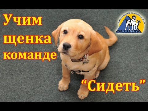 Урок №2. Как научить собаку команде сидеть / Выдержка по команде "Сидеть"