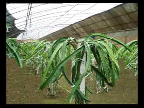 火龍果大棚栽培技術