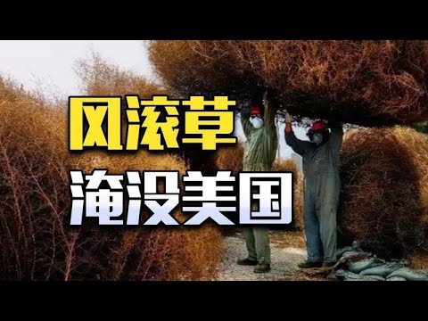 球形惡魔！橫掃美國的風滾草，在中國竟被吃光了？