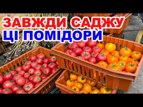 TOP of the most delicious tomatoes for the greenhouse - my experience and advice