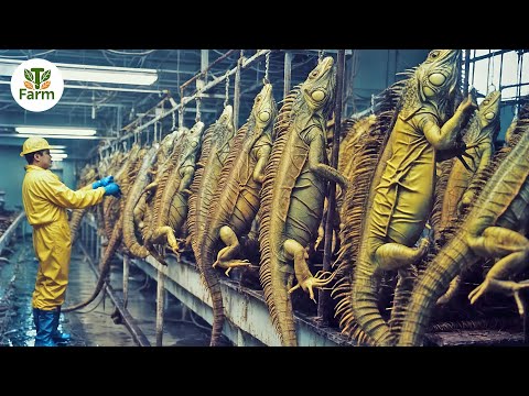 How Americans Raise and Process Millions of Iguanas for Meat Each Year | Agricultural Documentary