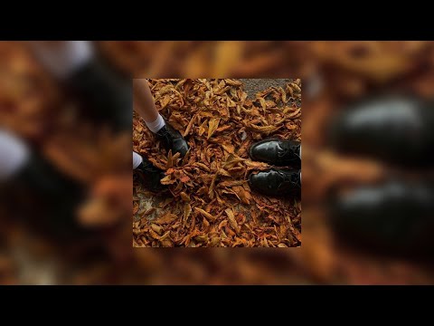 autumn vibes๐(a playlist)