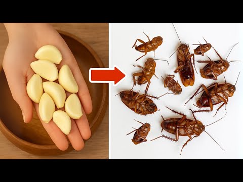 Kill Cockroaches Fast With Just One Clove Of Garlic—No Survivors!