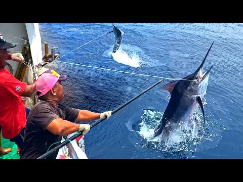 800km Chase！White marlin Catching, White Marlin Cutting Master, Sashimi/ 800公里的追擊！白旗魚捕捉, 旗魚切割大師-成功漁港