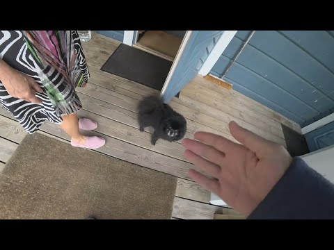 Агрессивный шпиц из Финляндии (Часть 1)