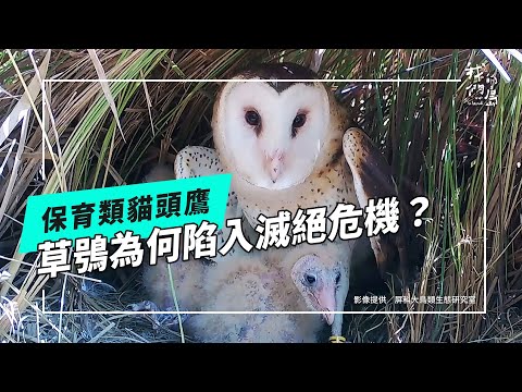 【住草叢的貓頭鷹】系列一：草鴞的日常與危機 (公視我們的島 第1308集 2025-05-26)