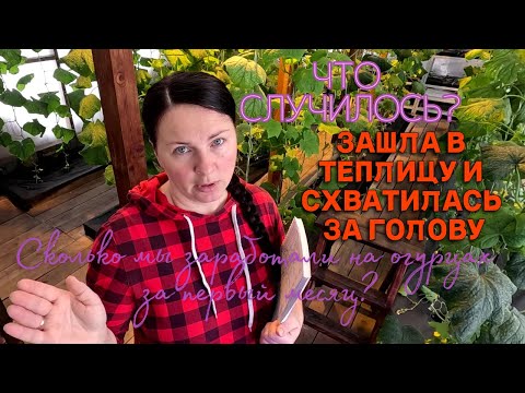 Как я спасаю рассаду огурцов. На что мы заработали с продажи огурцов в первый месяц?