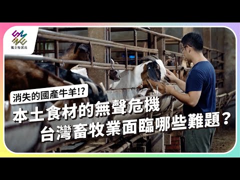 本土食材的無聲危機，台灣畜牧業面臨哪些難題？｜消失的國產牛羊！？｜公視 #獨立特派員 第926集 20251029