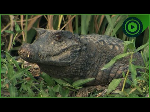 The Amazon River: The MOST Dangerous Habitat on Earth?