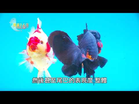 【苗栗公館】林怡樓的金魚美夢 | 用心的產業 | 299 | #美麗心台灣