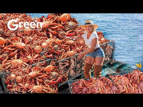 King Crab Season Ends | A Perilous Catch in the Heart of the Storm | Agriculture Technology