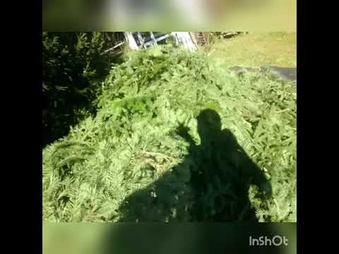 Пихтовое Масло из пихты сибирской