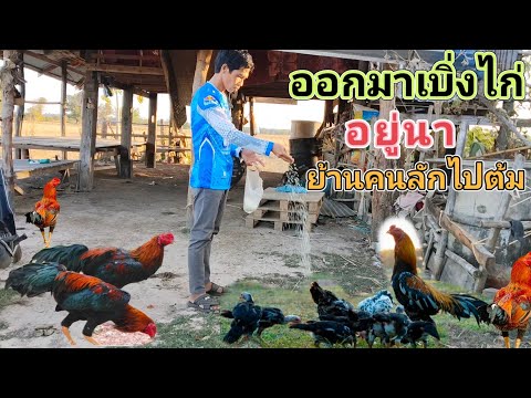 เลี้ยงไก่ไว้อยู่นา || ไก่ผู้หนึ่งตัวไก่แม่และลูก 9 ตัว