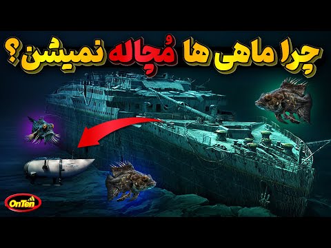 فشاراعماق اقیانوس تایتان را مچاله کرد، پس ماهی ها در آنجا چه میکنند؟