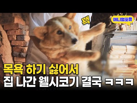 목욕하기 싫어서 몰래 집 나간 강아지 ㅋㅋㅋ I KBS 동물극장 단짝 220806 방송