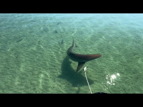 Nato’s Gonna Get Spooled! &amp; Claire’s first King Fish