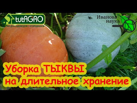 СРОКИ УБОРКИ ТЫКВЫ НА ДЛИТЕЛЬНОЕ ХРАНЕНИЕ. Ни одна тыква не сгниет!