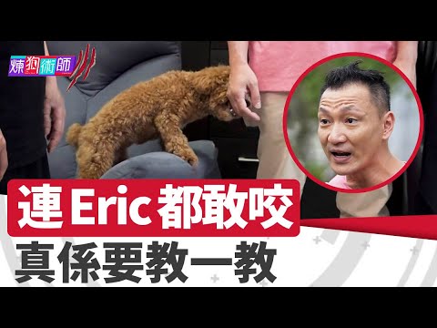 屈臣氏 Wats Petmacy 寵物藥妝呈獻：煉狗術師III｜EP18 Part1｜連Eric都敢咬？真係要教一教｜ Eric Ko ｜ 鄺芷凡 ｜貴婦狗｜HOY｜HOYTV