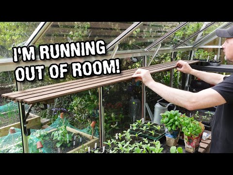 Fitting greenhouse shelves and re-potting red sunflowers