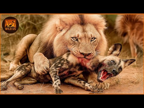Most Terrifying Lion Attacks Ever Recorded | Wild Animals