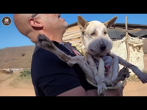 No one noticed his suffering, until the vet hugged him and revealed the truth