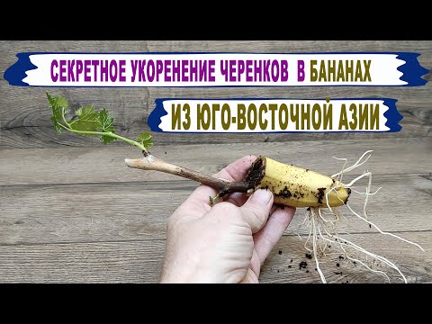 🍇 Научил старый филиппинец. Когда Вы наконец поймете, как БАНАНЫ ВЛИЯЮТ на укоренение черенков.