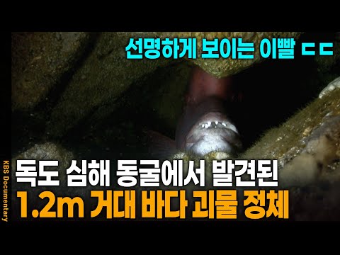 독도 수중 동굴에서 발견된 거대 바다 괴물의 정체 | KBS 20130102 방송