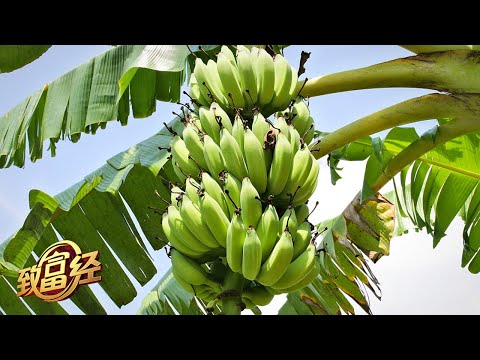每亩多卖3000元!广东农户发明新招种香蕉,独家催熟法曝光,小个香蕉也能卖高价!「致富经」20220105
