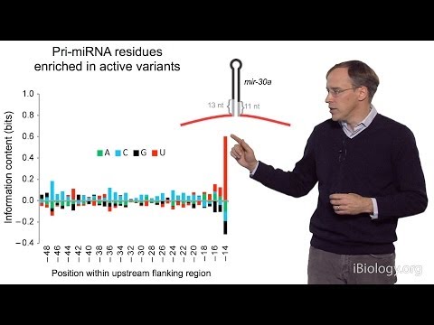 David Bartel (Whitehead Institute/MIT/HHMI) Part 3: MicroRNAs: What is a MicroRNA?