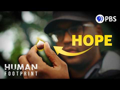 America's Great Lost Tree Is Finally Returning