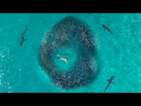World's Most EPIC Bait Migration...Florida Mullet Run- Catch Clean Cook