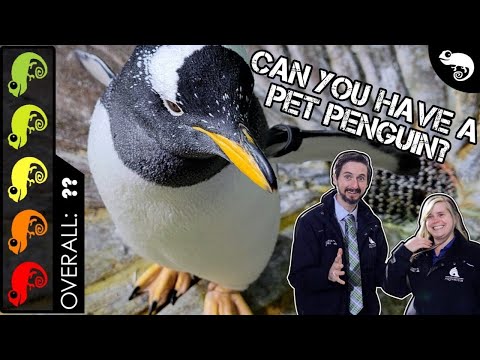 Penguin, The Best Pet Bird?