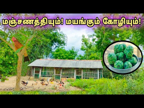 மஞ்சணத்தி(நுணா)! இந்த ஒரு மரம் கோழி பண்ணையில் இருந்தால் பல நன்மைகள் உண்டு/ morinda tictoria