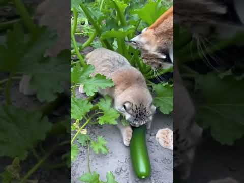 Grumpy Manul: “My Garden!”