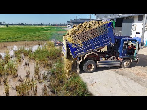 Great Job Start New Project! Skillful Dozer Shantui DH8 Clean Mud Out Instead Of Truck Pouring Soil