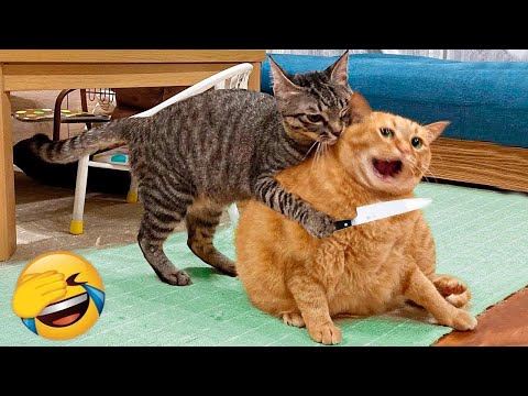 Videos De Risa De Animales 2025 - Perros y Gatos Chistosos - Videos De Animales Graciosos #38