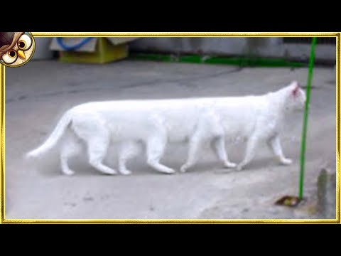 50 Pets You Won't Believe Exist