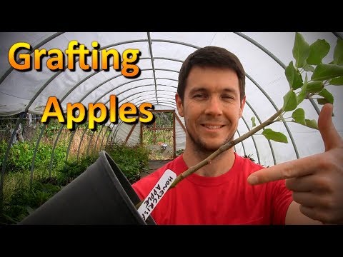 Grafting Apple Trees Onto Root Stock