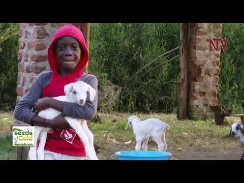 Managing goats for profits | SEEDS OF GOLD