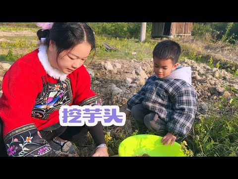 七宝感冒几天了没有去上学，接他到老寨来玩几天 ，秋子带他到田里挖芋头，洗干净后蒸着吃粉糯可口，大家都喜欢