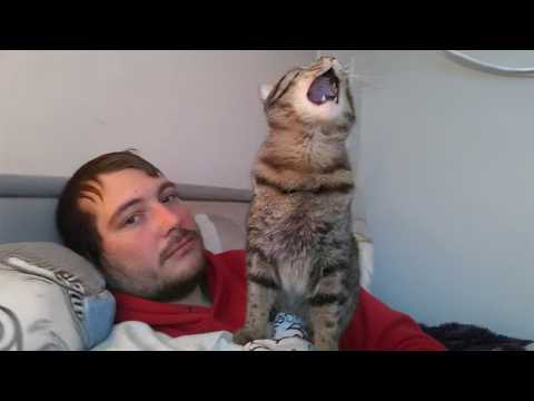 Cats Perform a 2 AM Opera but You Love Them Anyway 😂 Funny Cat and Human Videos