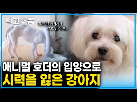 애니멀 호더에게로 입양가 간단한 치료도 받지 못해 시력을 잃은 강아지, 완전히 실명으로 판정받은 강아지의 시력이 다시 돌아왔다?!┃세상에 나쁜 개는 없다┃알고e즘